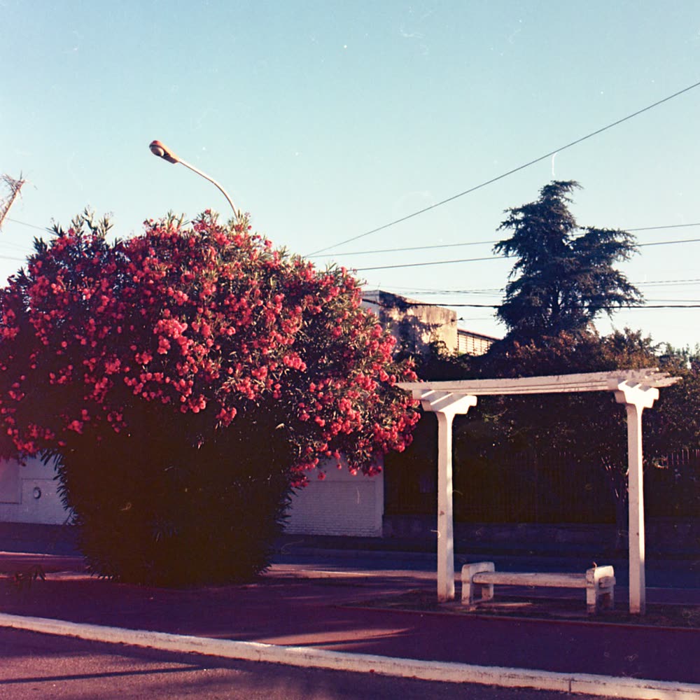 A bougainvillea in full bloom next to a white pergola