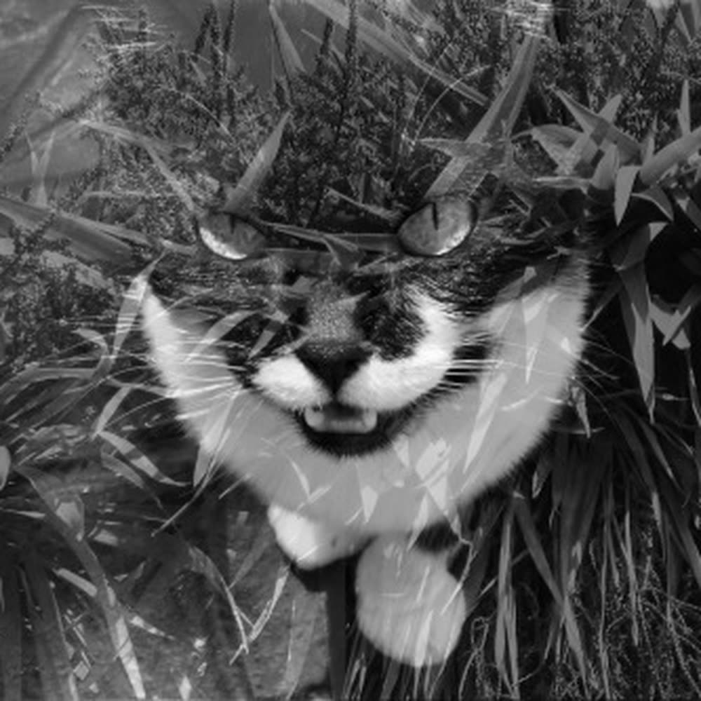 A black and white cat in the grass, in black and white