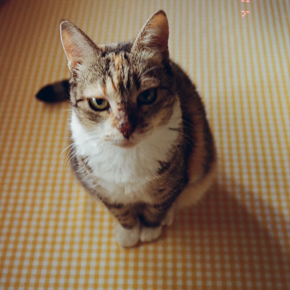 A tabby cat sitting on a yellow checked blanket