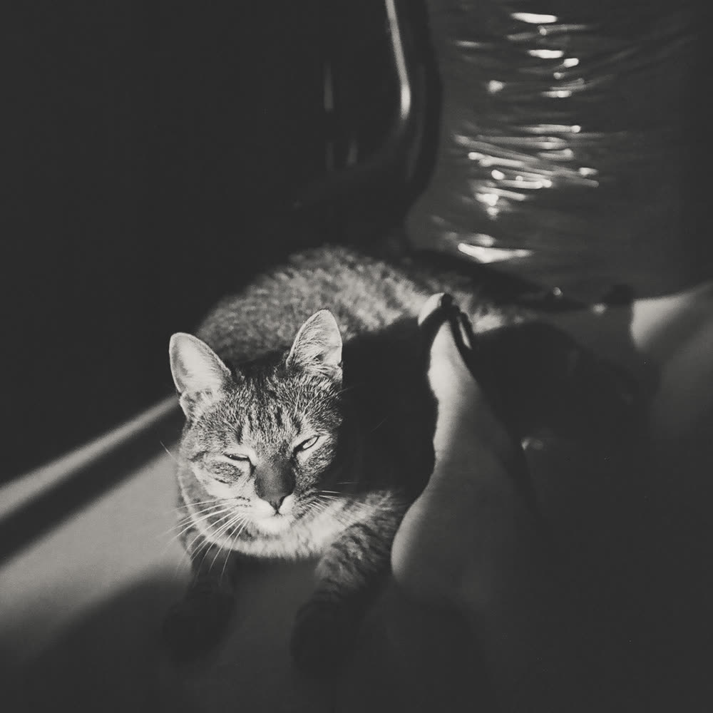 A tabby cat asleep in a stripe of sun, in black and white