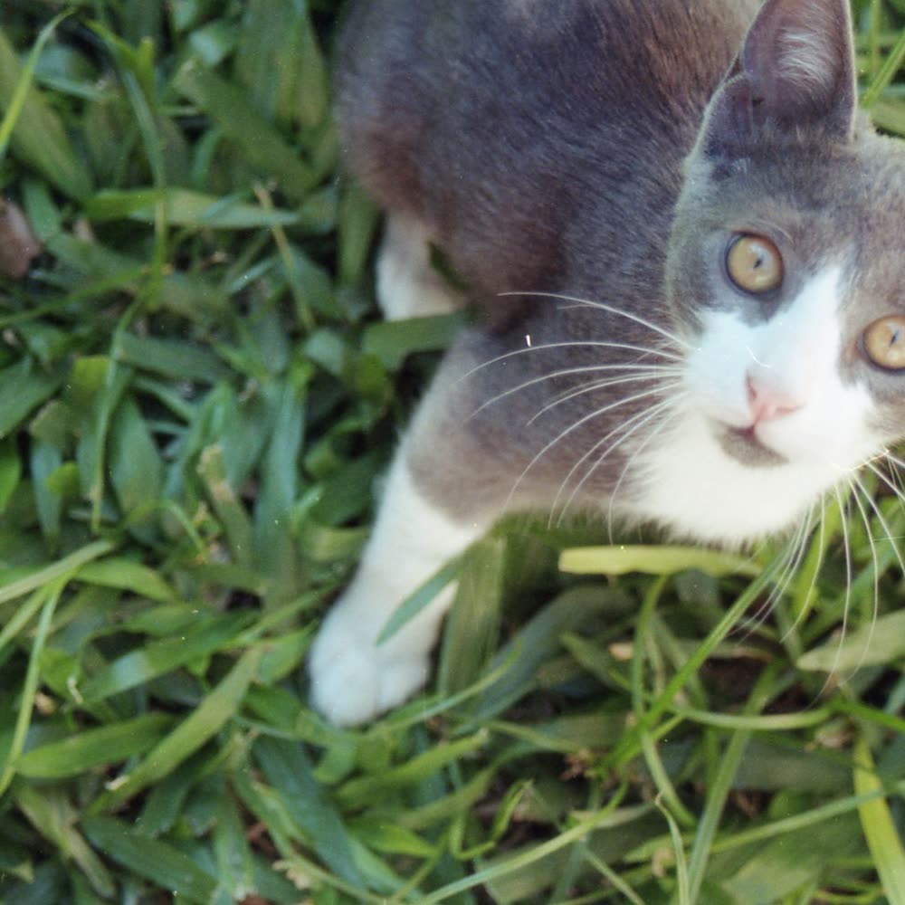 A grey and white kitten in the grass