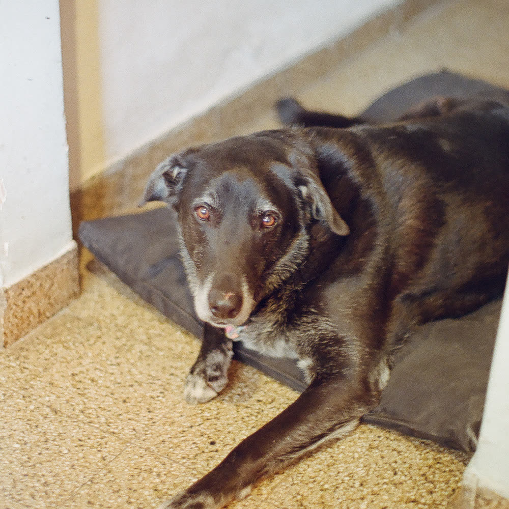 A brown dog lying on his bed