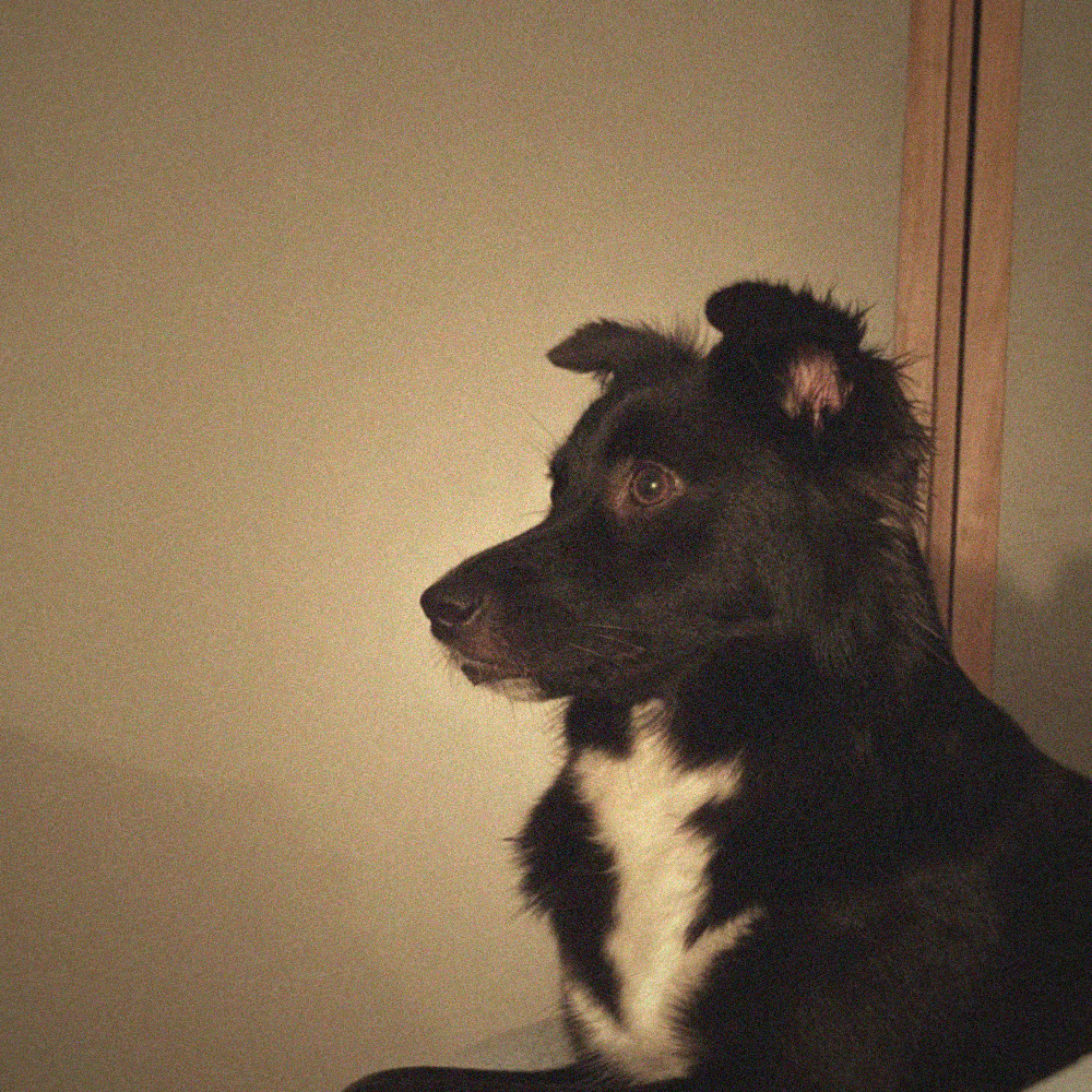 A black and white dog looking out, on a blue blanket