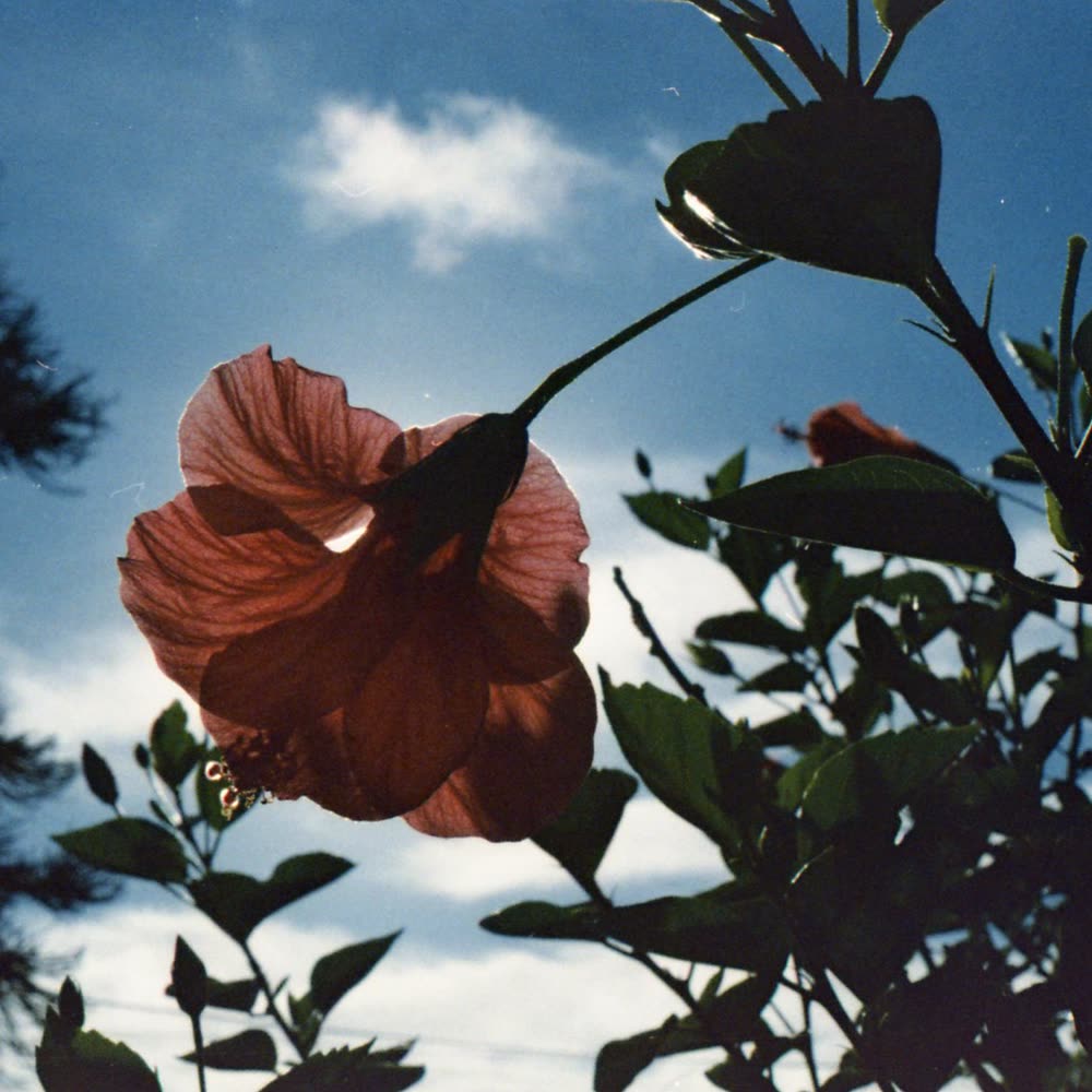 A hibiscus flower against the sky