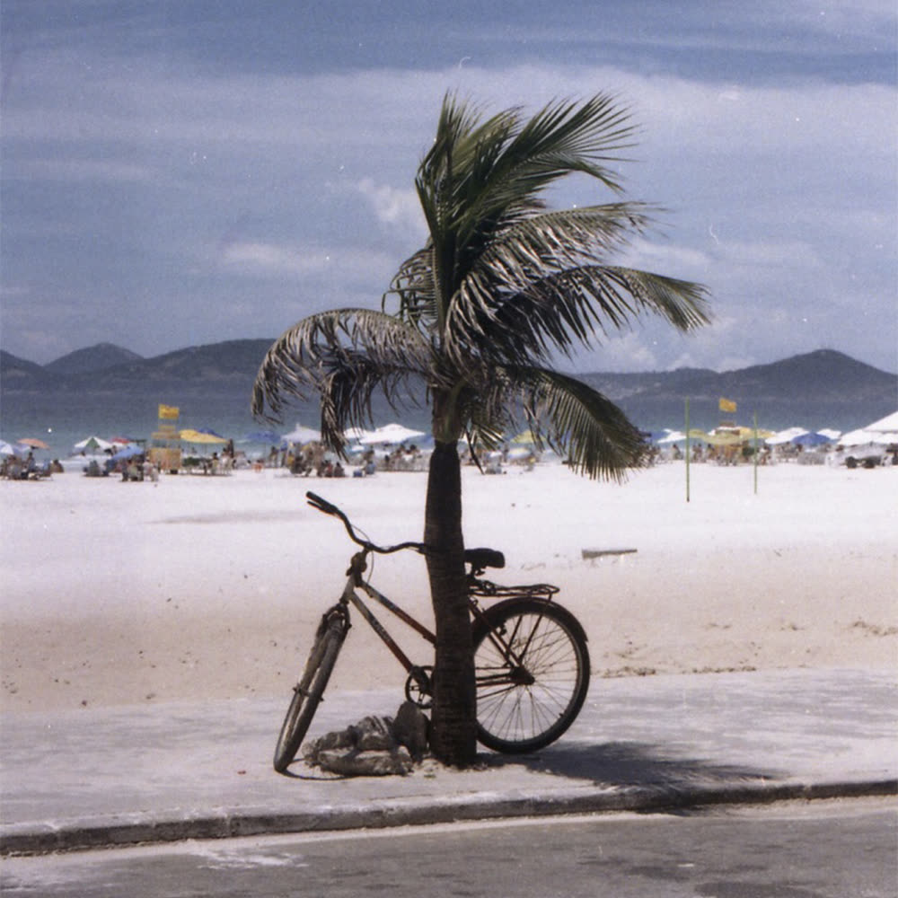 A bicycle leaning on a palm tree at the beach