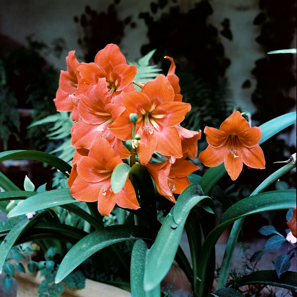 Orange amaryllis in bloom, on medium format film