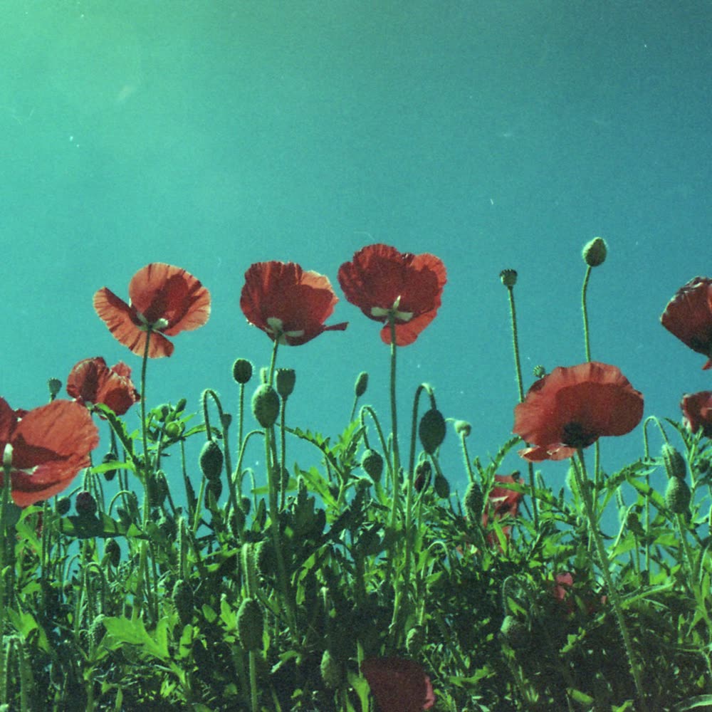 Red poppies against a teal sky