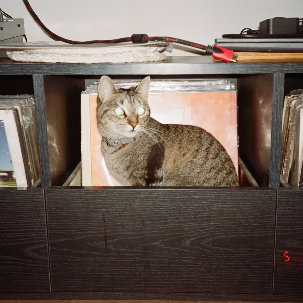 A tabby cat sitting in a record shelf